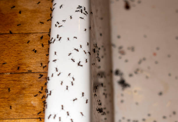 Best Exterminator Services  in Combine, TX