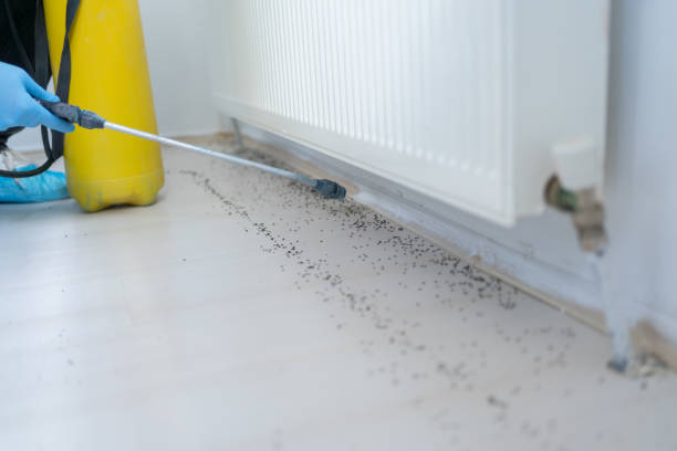 Pest Control for Restaurants in Combine, TX